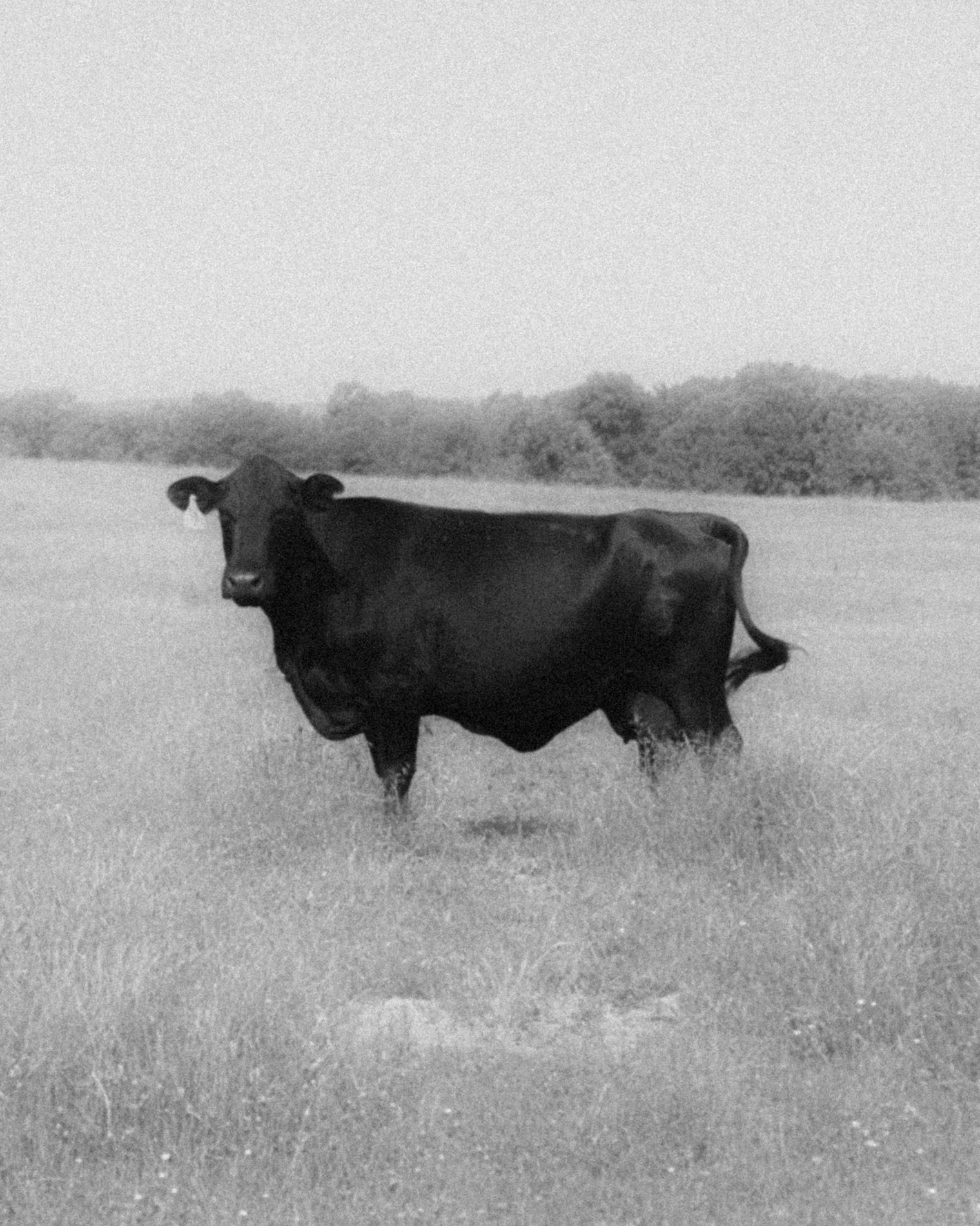 Eastern Oklahoma Beef Since 1952